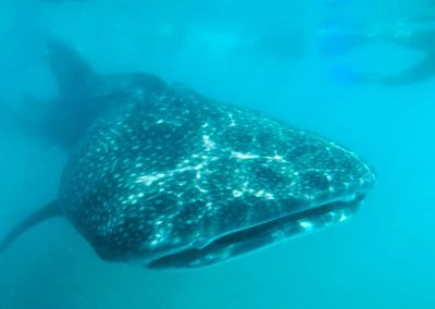 Swimming with Whale Sharks