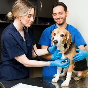 Vet Visits - Los Cabos Vet Visits - Los Cabos